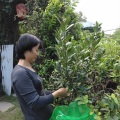 金銀花月桂茶